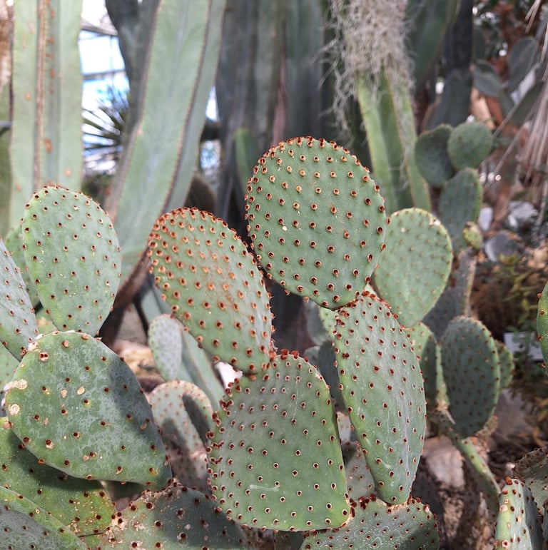 two green Bunny Ear cacti