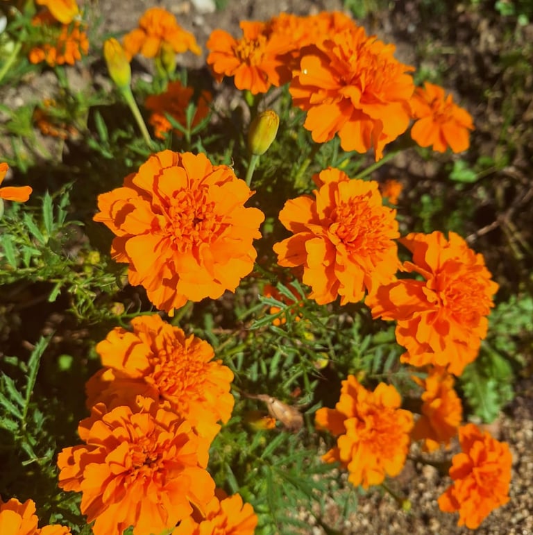 multiple colorful Marigolds in a raised garden bed