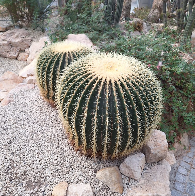 Two Golde Barrel Cacti in a stony environment