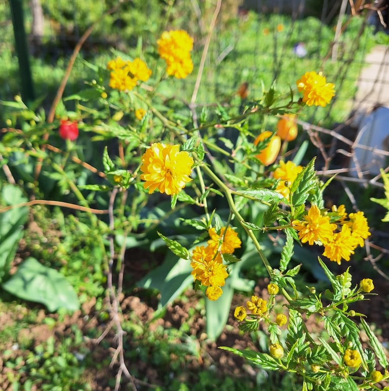 a Kerria Japonica plant with yellow blooms