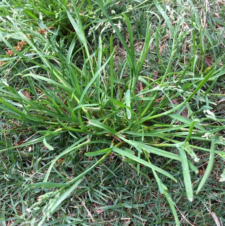 a grassy space with Goosegrass in the middle