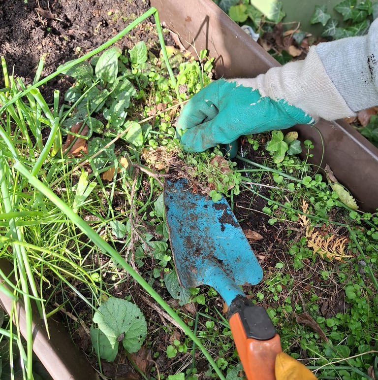 a person that is removing weeds by hand