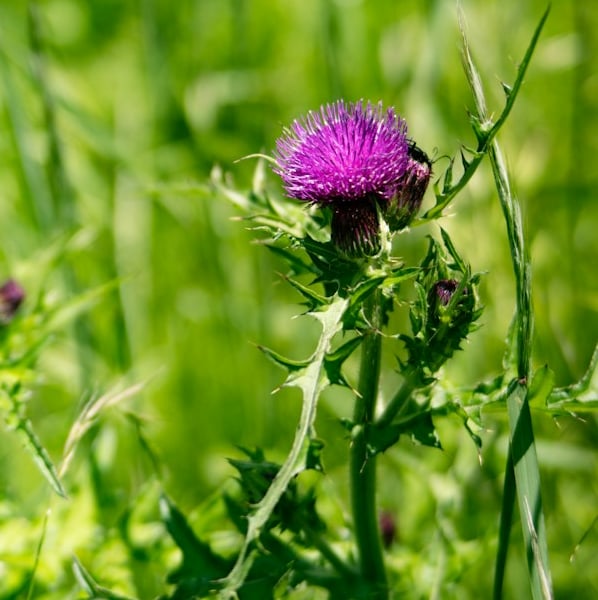 a purple Scotch Thistle in a grassy landscape