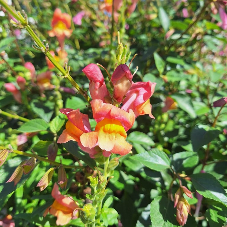 a Snapdragon thriller plant in sun
