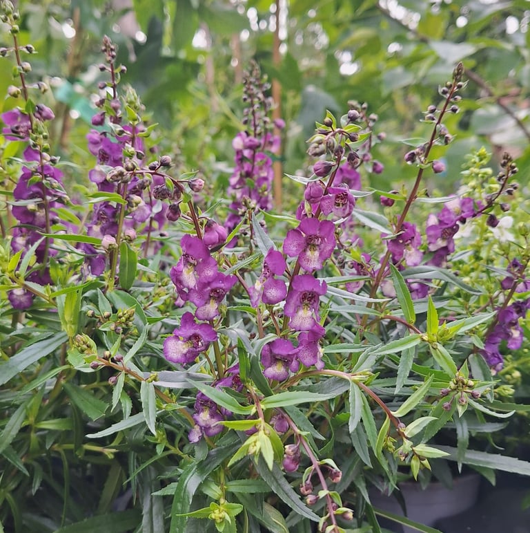 purple flowers in a flower bed with ground covers