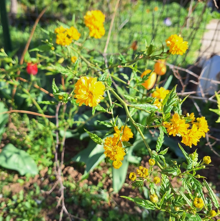 multiple yellow Kerria Japonica blooms