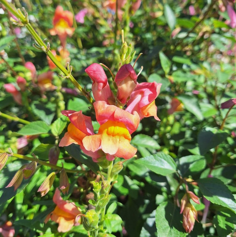 one Snapdragon rabbit resistant annual with colorful flowers