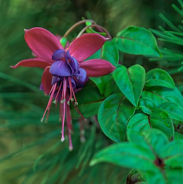 one flowering Upright Fuchsia thriller plant