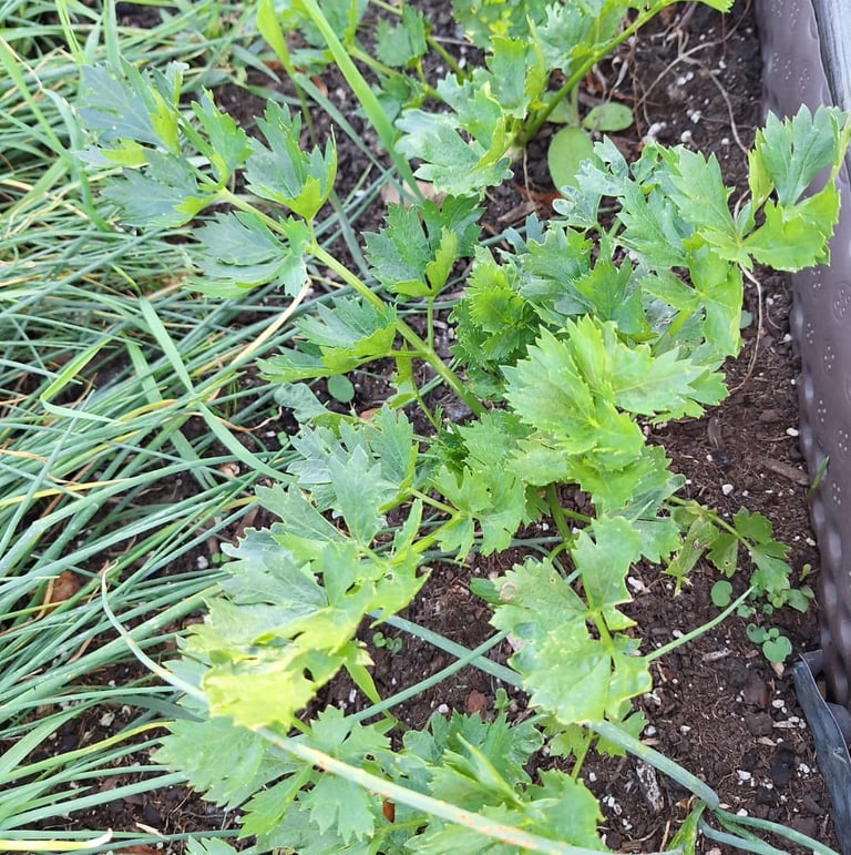 Chive and Parsey herbs growinng in a garden bed