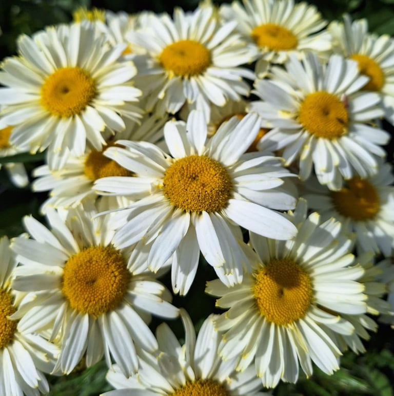 a bunch of white-yellow flowering perennials