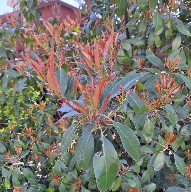 a tall Dwarf Nandina bush with red new growth