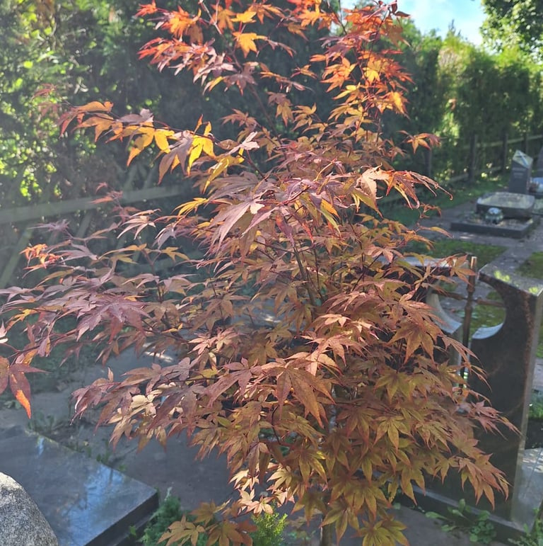 one small Japanese Marple with red leaves
