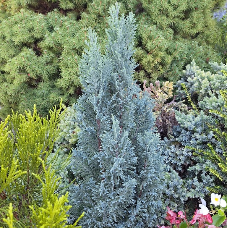 one green-blue evergreen Juniperus Horizontalis