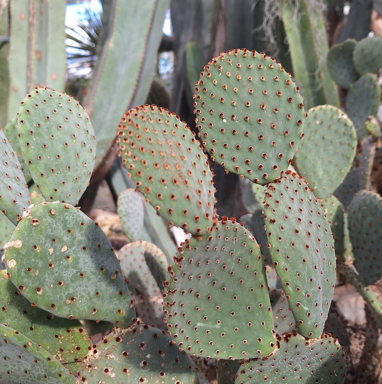 multiple Bunny Ear Cacti around other plants
