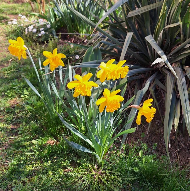 multiple yellow booming Daffodils flowers in spring