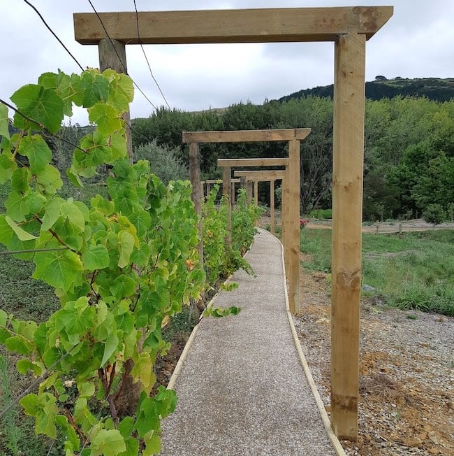 Pergola and grape vine CHR Builders