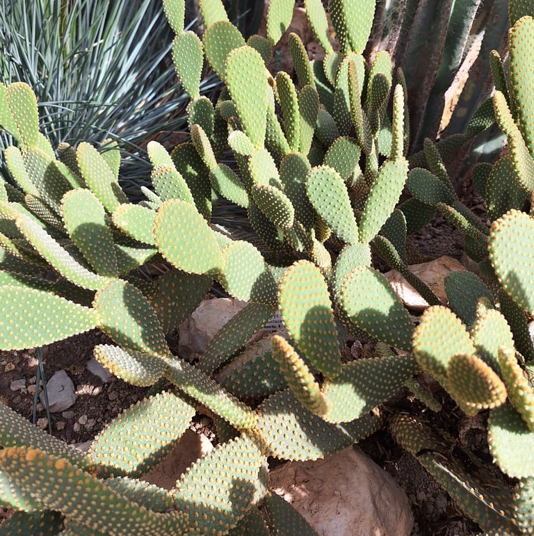 multiple small Bunny Ear cacti