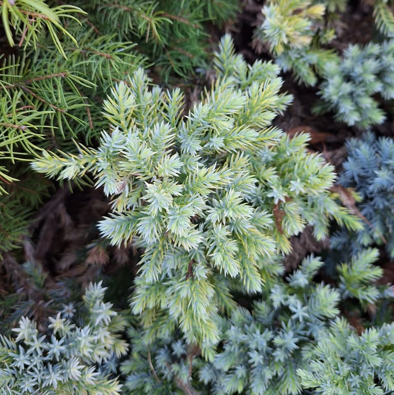 a small white-green Japanese Cedar Bush