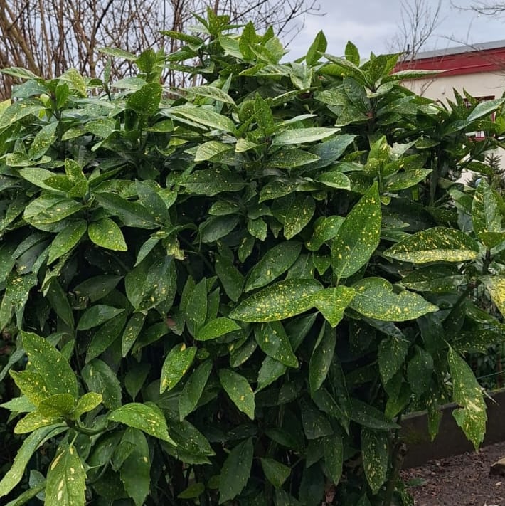 a big Aucuba bush with dark green leaves