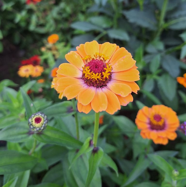one orange Zinnia flower that is drought tolerant