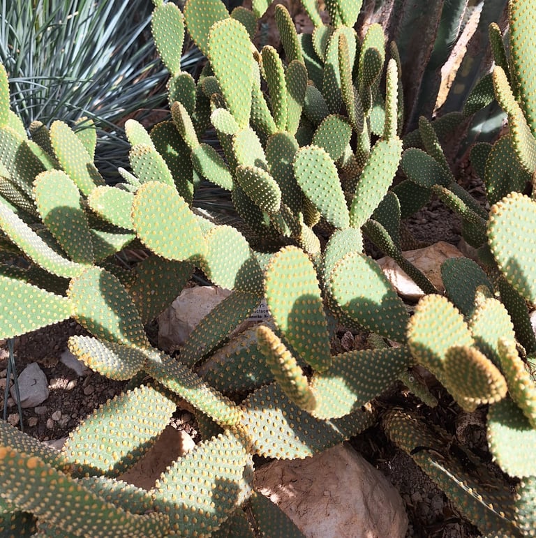 multiple small Bunny Ear cacti