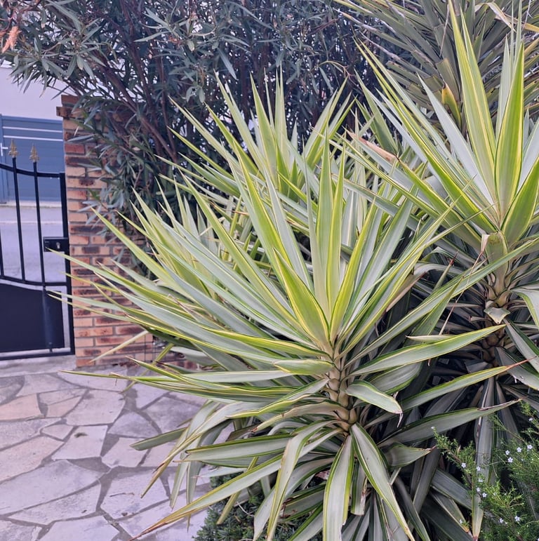 a lot of tall Yucca cactus plants with long leaves