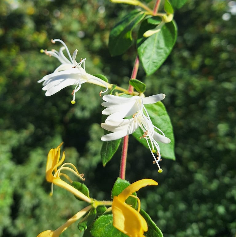 some flowers blooming on a green Sweet Box stem