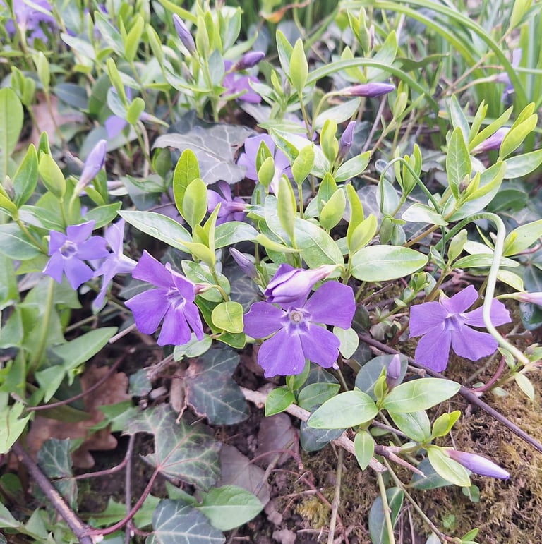 a leafy shade ground cover called Vinca Minor