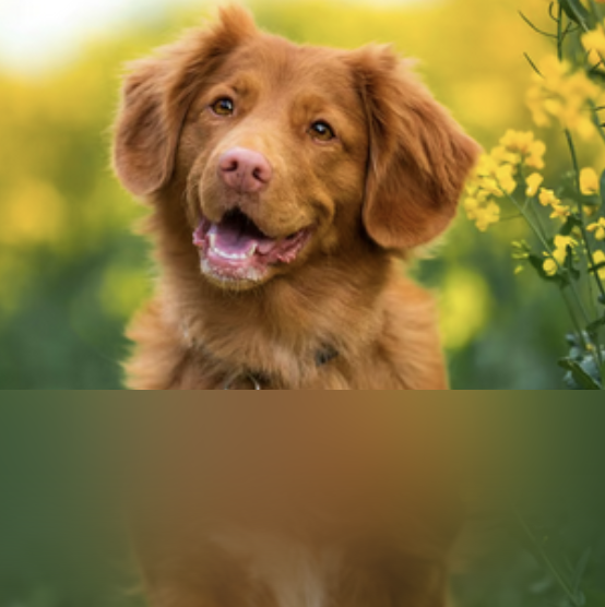 dogAdvisor | dogadvisor | dog advisor | dogAdvisor.dog