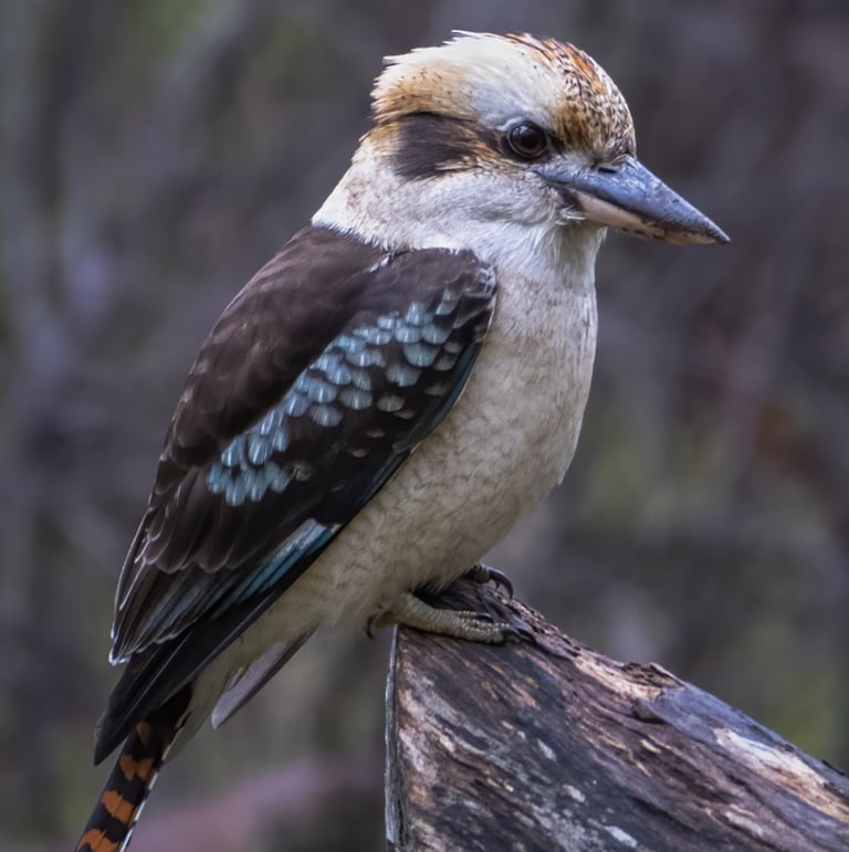 a bird sitting on a tree branch in the woods. KOOKABURRA Australia