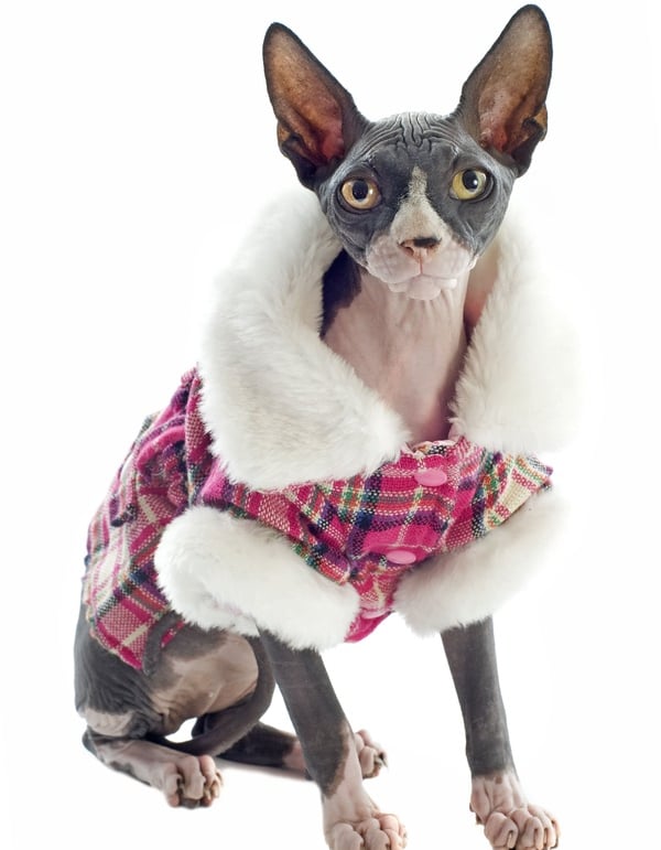 Gato Sphynx sin pelo con un abrigo de invierno a cuadros rosas con ribetes de piel sintética blanco