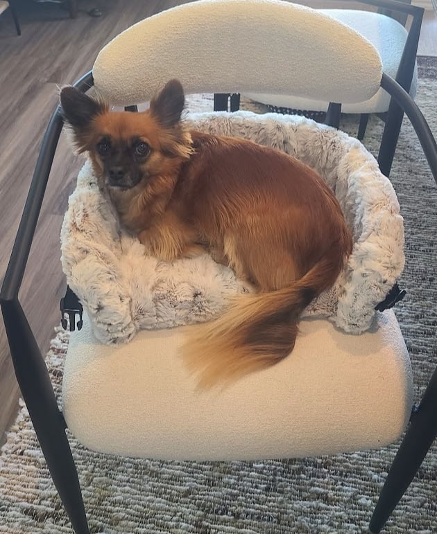 Rose in Furr Lap, Pet Lap Bed, in chair