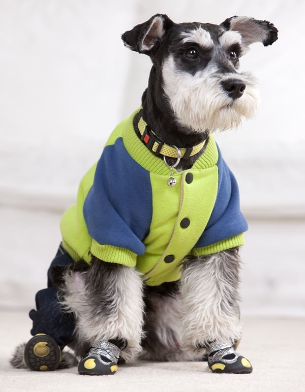 un lindo Schnauzer con su marra azul y verde