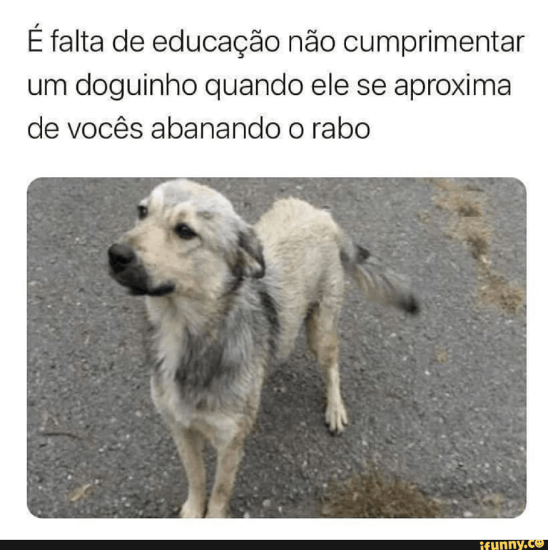 cachorro abanando o rabo