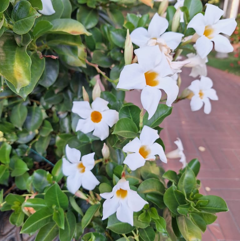 a bush green bush with Chilean-Jasmine flowers