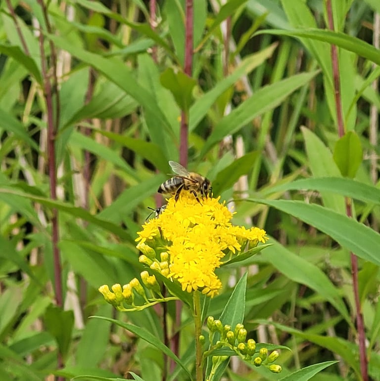 a bee on a yellow non-toxic flower in a field