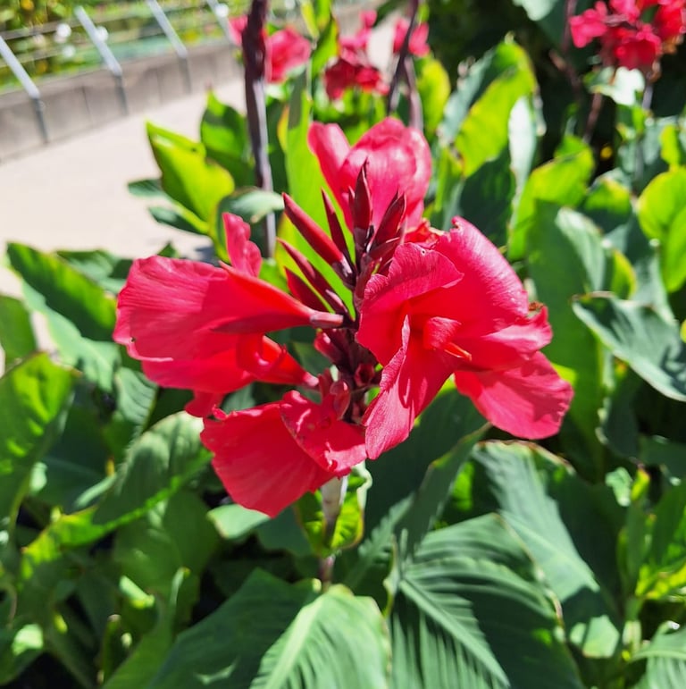 one Red Canna flower blooming on a green space