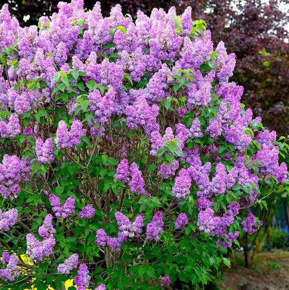 a Dwarf Korean Lilac bush with ig purple flowers
