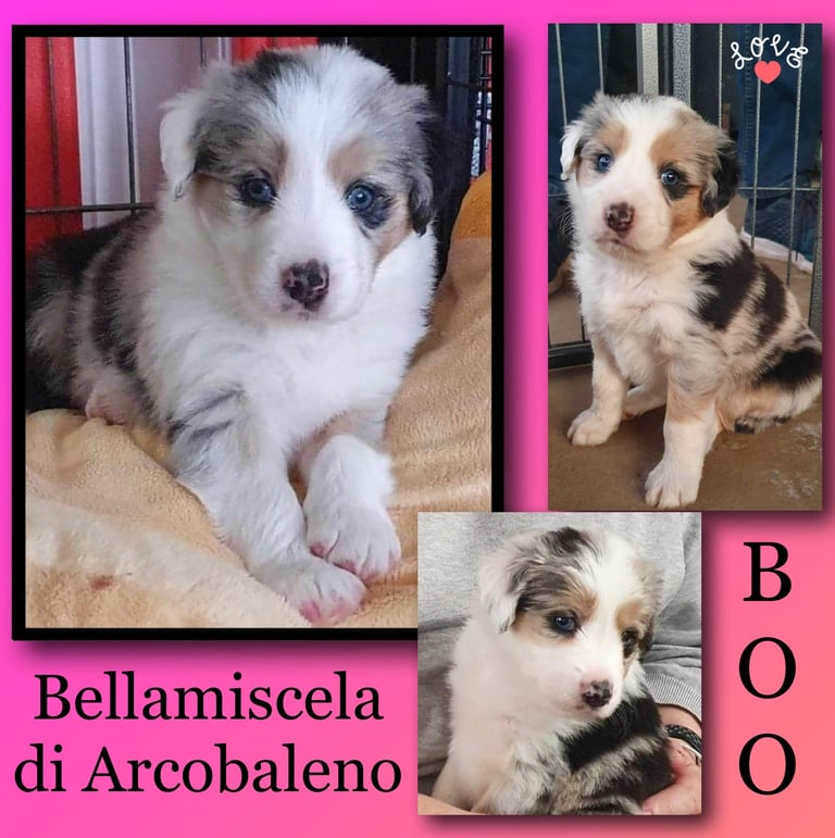 Tri Blue Merle Pedigree Pure Bred Border Collie Puppies 