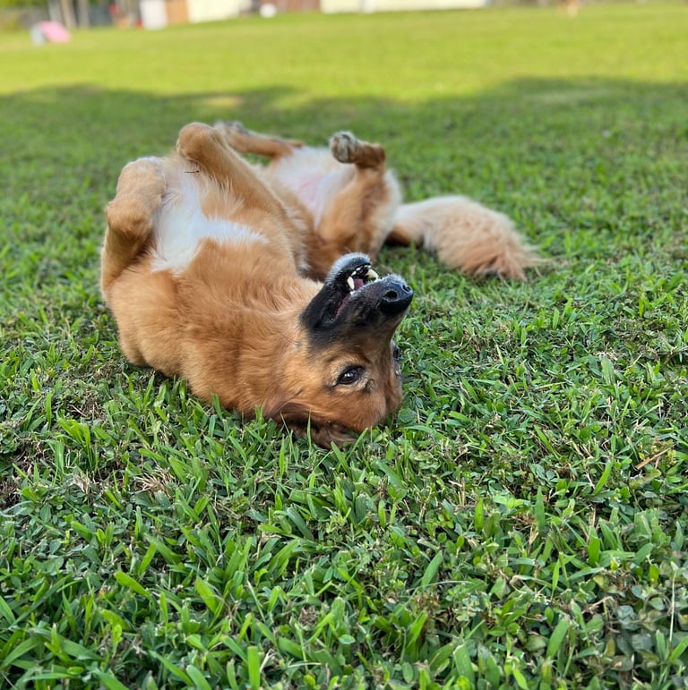Happy pup stretching out after morning walk at Barkbnb Sacramento