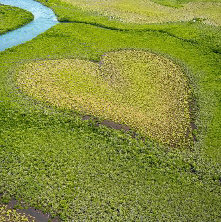 Un coeur vu du ciel et formé par la végétation
