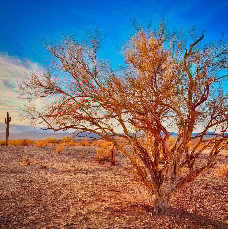 A golden palo verde tree in the Arizona desert landscape at sunset with a saguaro cactus background.