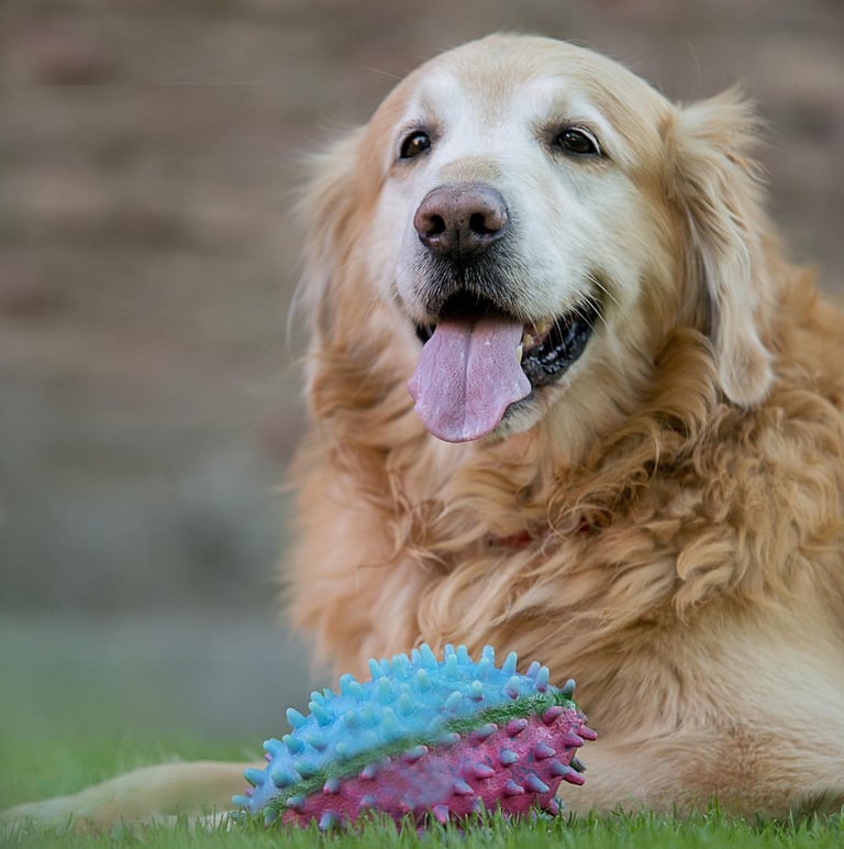 a dog is laying on the grass with a toy in front of him