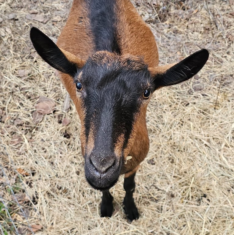 Oberhasli goat standing on the ground looking up at camera