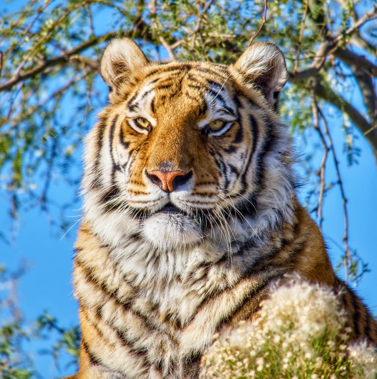 A majestic Bengal tiger rests under a green tree against a clear blue sky background.