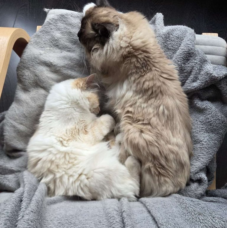 Chats Sacré de Birmanie - Yuki - Sora