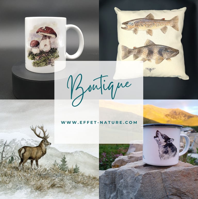 Présentation des produits dérivés des œuvres de Walter Arlaud. Boutique Effet Nature