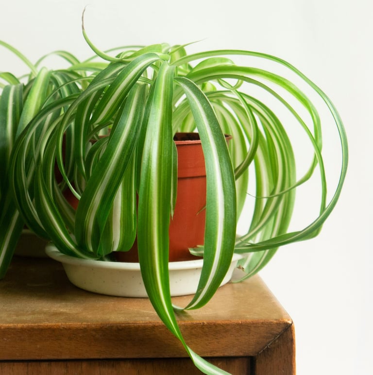 Spider Plant Bonnie