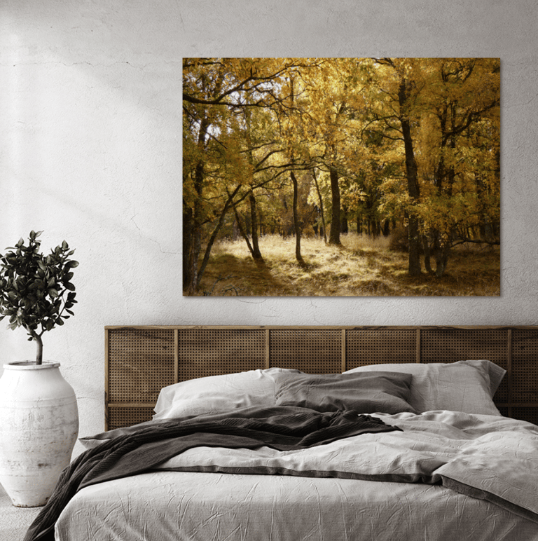 Canvas Print of a lovely autumnal golden Birch forest