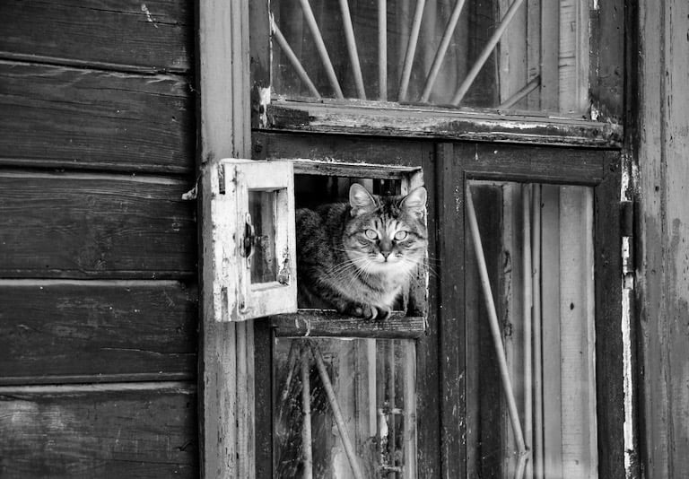 A cat peers from a house in Peter Pickering's story of a Tokyo street photographer